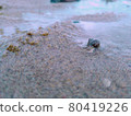 Hermit crab 80419226