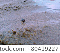 Hermit crab 80419227