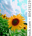 Sunflower field 80419229