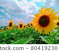 Sun Flower  80419230