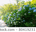 hydrangea   80419231