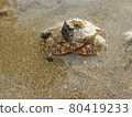 Playing with crabs in the water 80419233