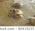 Playing with crabs in the water 80419235