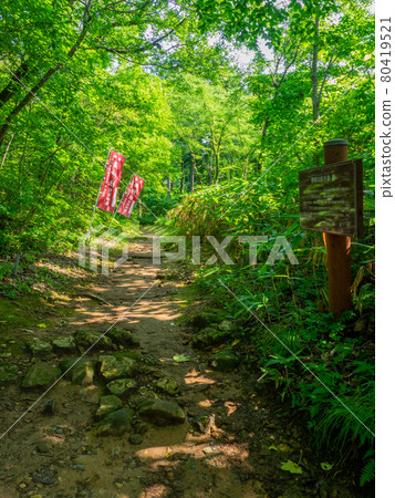 Mountain approach (Yu Shrine, Yahiko Village, Niigata Prefecture) 80419521