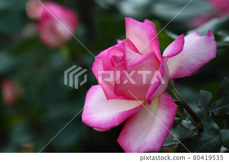 Queen of flowers 80419535
