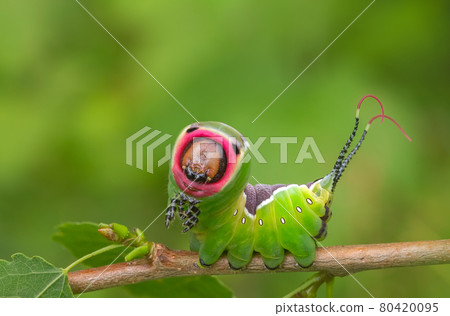 Caterpillar frightening pose, unique animal behaviour Caterpillar frightening pose, unique animal behaviour 80420095
