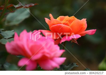 花的女王 花的女王 80420217