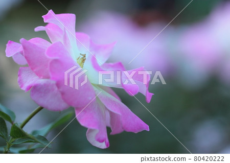 花的女王 花的女王 80420222