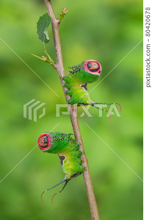 Caterpillars frightening pose, unique animal behaviour 80420678