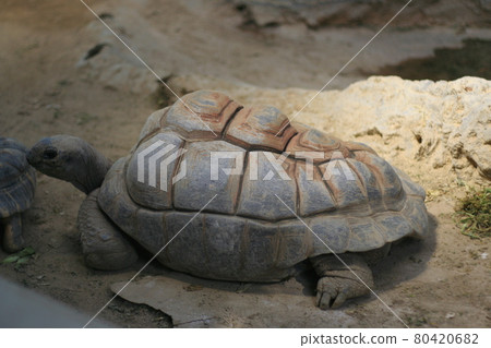 Turtle to dry the shell 80420682