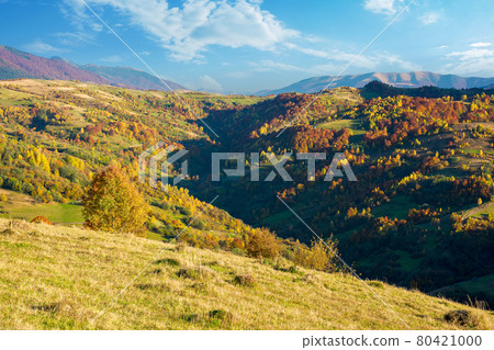carpathian mountains countryside in evening light. trees in colorful foliage on hills and grassy meadow. ridge in the distance under the bright sky with clouds 80421000