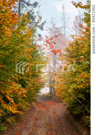 country road through autumn forest. beech trees in colorful foliage. beautiful nature scenery on a foggy morning. travel back country concept 80421002