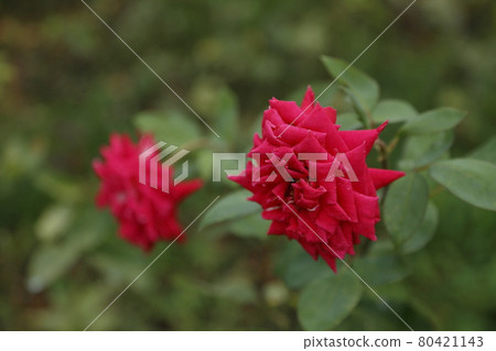 Arao City Ominous Citizen Flower Bed Rose Flower, Arao City Ominous Citizen Flower Bed Rose Flower, 80421143