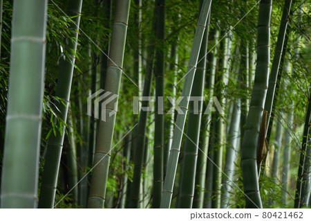 在竹林中閃耀 在竹林中閃耀 80421462