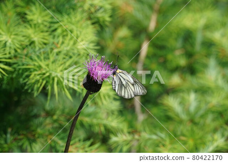 Female Aporia hippia sucking thistle nectar 80422170