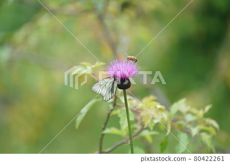 Female Aporia hippia sucking thistle nectar 80422261