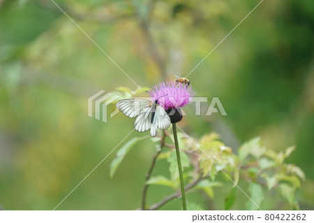 Female Aporia hippia sucking thistle nectar 80422262