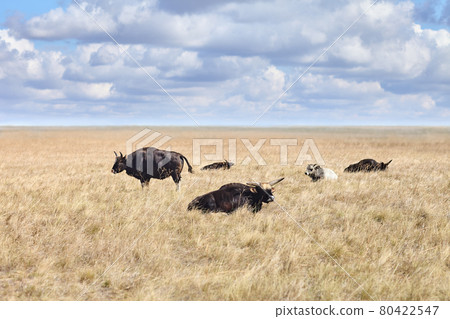 Largest of the wild oxen Gayal in grasslands of virgin steppes Largest of the wild oxen Gayal in grasslands of virgin steppes 80422547