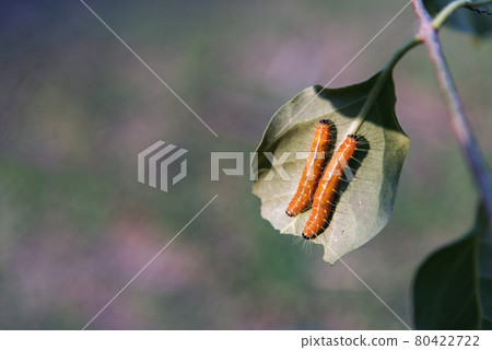 Two big orange worm or The spotted oleander caterpillar Crawl on the green leaves. 80422722