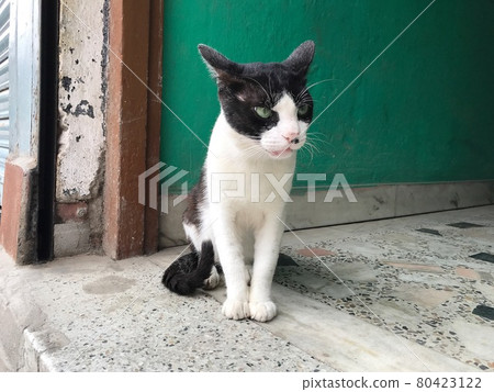 Cat Tail Beard