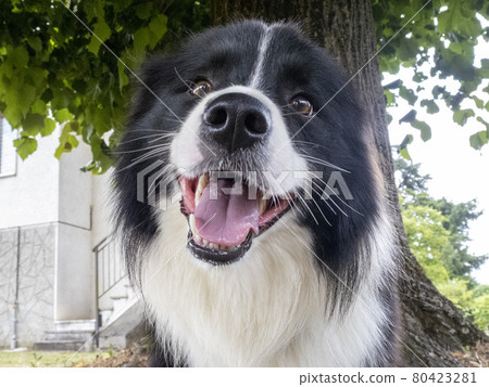 young border collie dog portrait 80423281