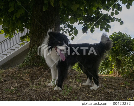 young border collie dog portrait 80423282