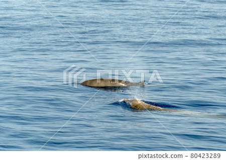 mother and baby calf Cuvier Goose Beaked whale dolphin Ziphius cavirostris mother and baby calf Cuvier Goose Beaked whale dolphin Ziphius cavirostris 80423289