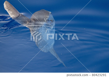 Sunfish underwater while eating jellyfish Sunfish underwater while eating jellyfish 80423291