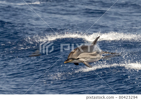 striped Dolphin while jumping in the deep blue sea 80423294