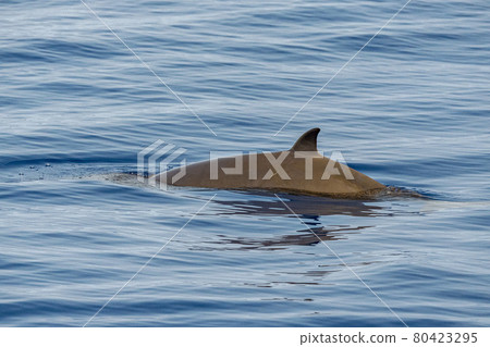 newborn baby calf Cuvier Goose Beaked whale dolphin Ziphius cavirostris newborn baby calf Cuvier Goose Beaked whale dolphin Ziphius cavirostris 80423295