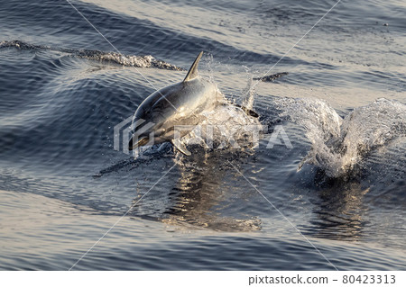 striped Dolphin while jumping in the deep blue sea striped Dolphin while jumping in the deep blue sea 80423313