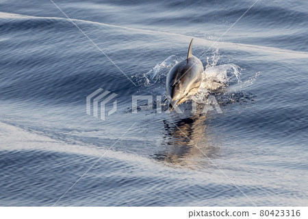 striped Dolphin while jumping in the deep blue sea 80423316