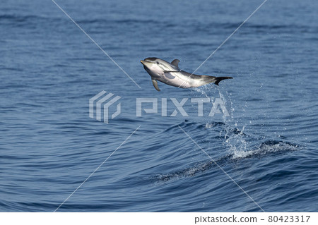 striped Dolphin while jumping in the deep blue sea 80423317