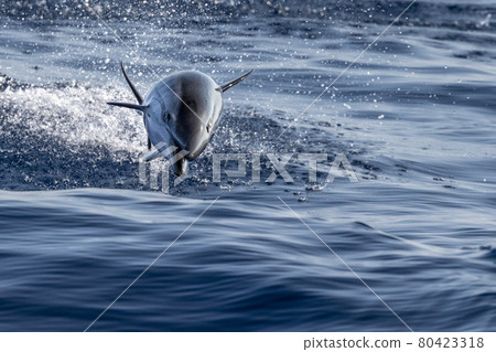 striped Dolphin while jumping in the deep blue sea 80423318