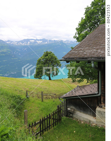 Maple tree growing above Lake Brienzersee. Planalp, Switzerland. Maple tree growing above Lake Brienzersee. Planalp, Switzerland. 80423553