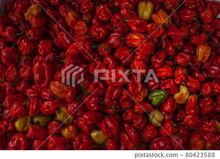 Chili scorpion Trinidad moruga red hot. 80423588