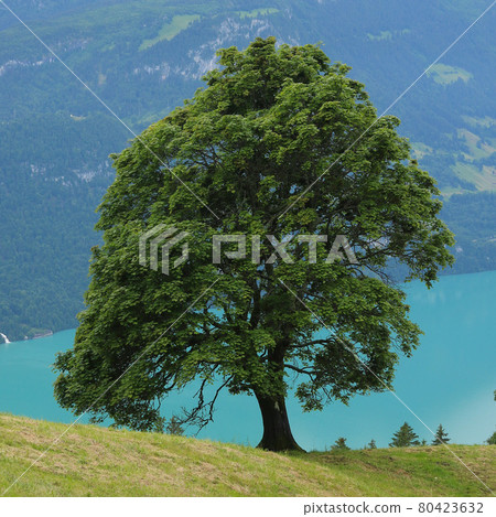 Old sycamore maple tree growing above Lake Brienzersee. Old sycamore maple tree growing above Lake Brienzersee. 80423632