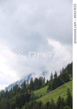 Green mountain meadow, pine forest and grey summer cloud. 80423635