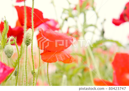 Poppy red pink flower bud green stem beautiful vivid colorful cute blur dusk 80423747