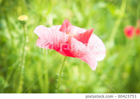 Poppy red pink flower bud green stem beautiful vivid colorful cute bokeh leaf gorgeous 80423751