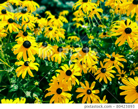 Yellow flowers of rudbeckia hirta called orange coneflower or blackeyed susan. 80423893