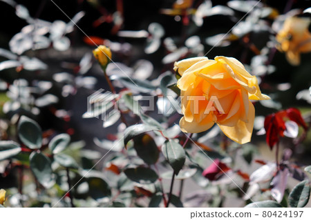 玫瑰美麗的黃燈花園花園美麗漂亮 玫瑰美麗的黃燈花園花園美麗漂亮 80424197