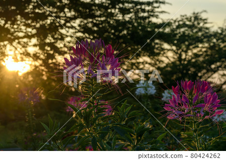 Spider flower at dusk 80424262