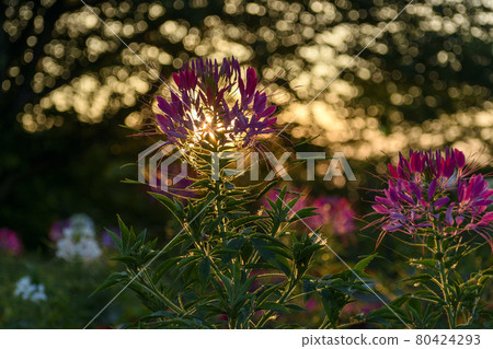 Spider flower at dusk 80424293