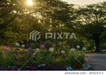 Spider flower at dusk 80424317