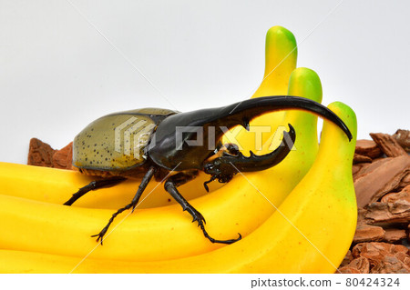 Hercules Hercules 80424324