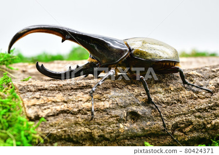 赫拉克勒斯赫拉克勒斯 80424371