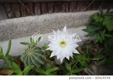 Cactus and white cactus flowers Cactus and white cactus flowers 80424549