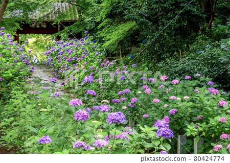 額田郡甲田町本光寺盛開的繡球花 額田郡甲田町本光寺盛開的繡球花 80424774