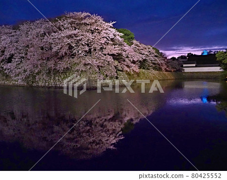 在彥根城堡的櫻桃樹在晚上 80425552
